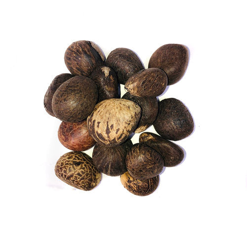 Material Research and Exploration: Tagua Nuts